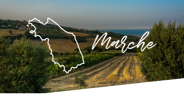 Selezione Vini e Cantine in Marche