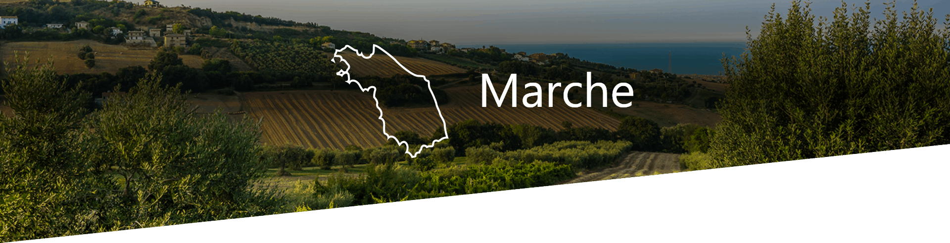 Selezione Vini e Cantine in Marche